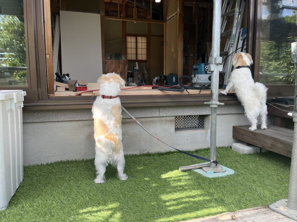 きょうのわんこ🐶と現場監督さん👷‍♂️